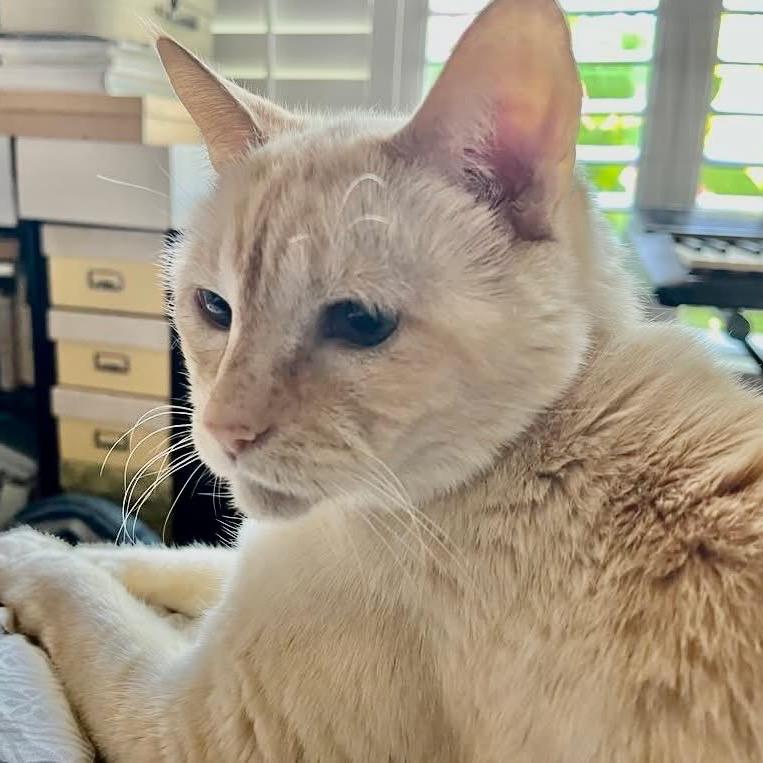 Enlarge Penny, a Adoptable Siamese in Agoura Hills, CA image 1/6