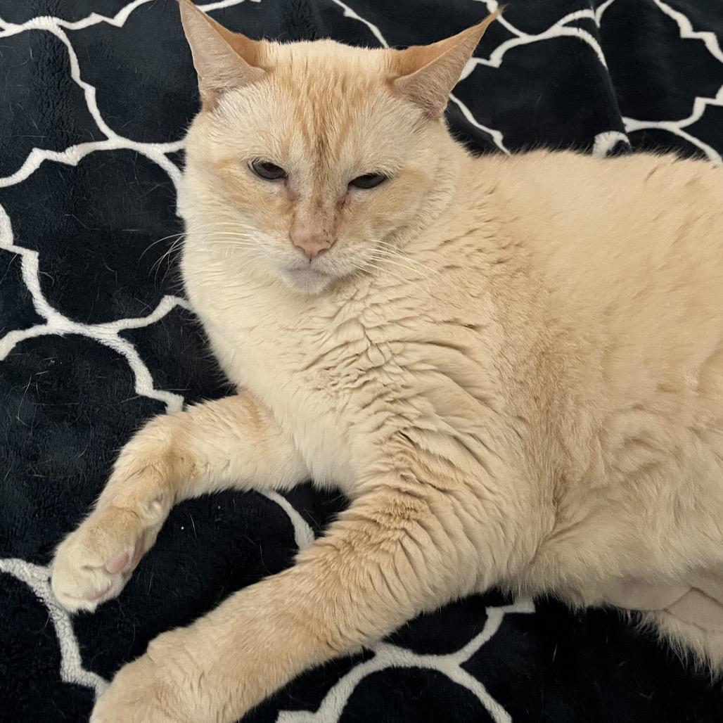 Enlarge Penny, a Adoptable Siamese in Agoura Hills, CA image 2/6