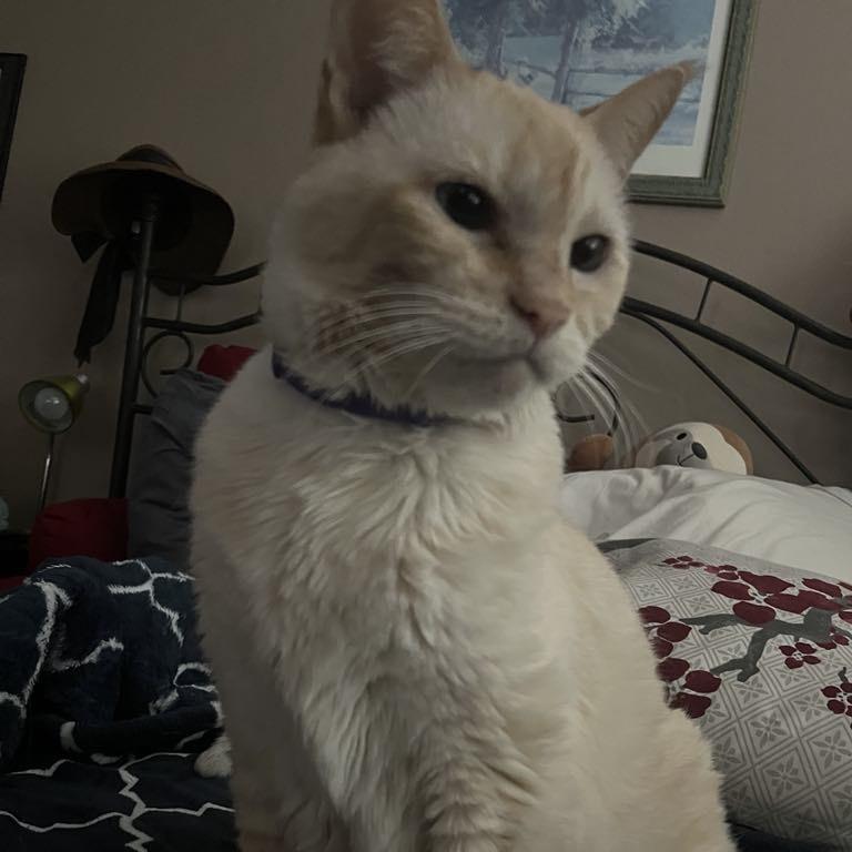 Enlarge Penny, a Adoptable Siamese in Agoura Hills, CA image 3/6