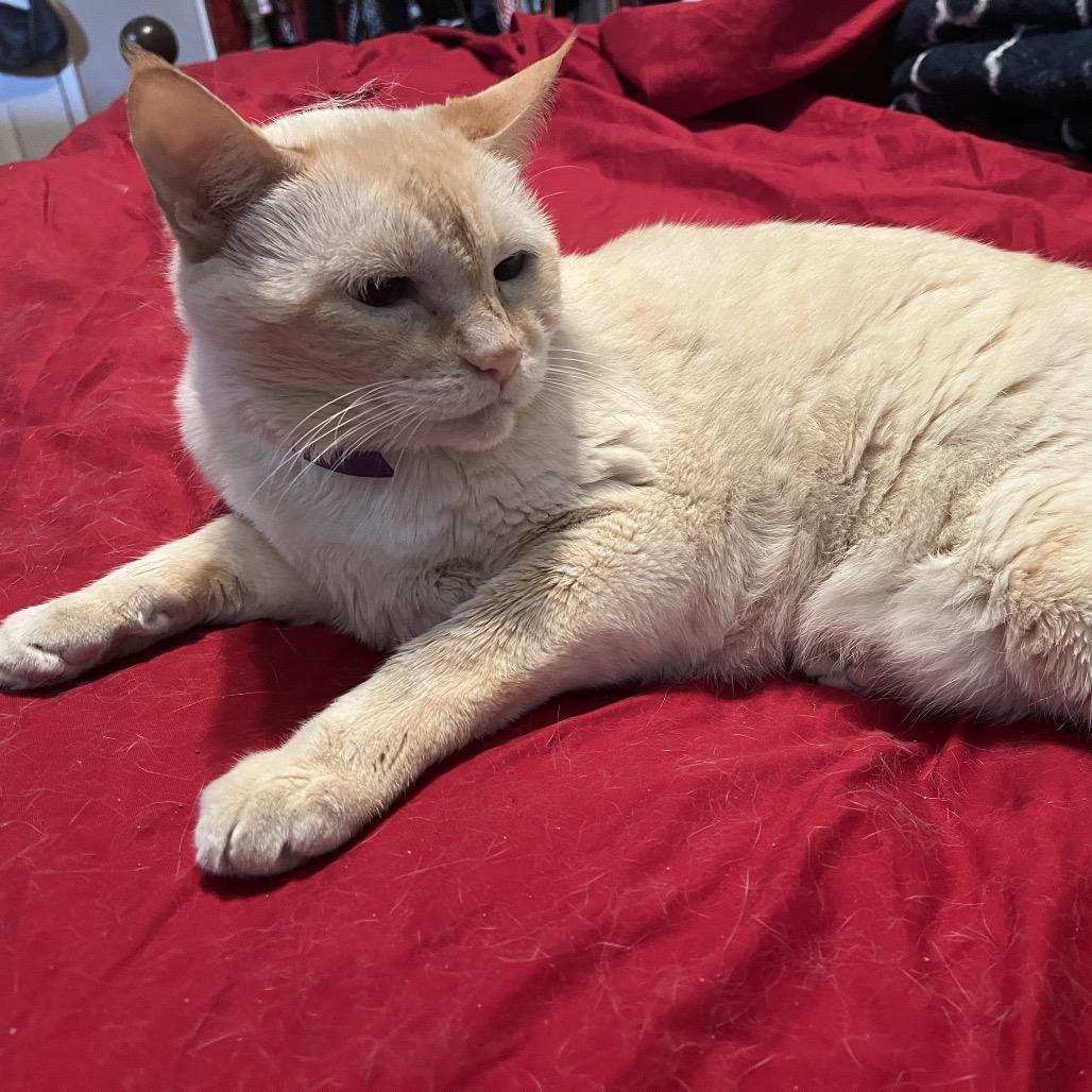 Enlarge Penny, a Adoptable Siamese in Agoura Hills, CA image 4/6