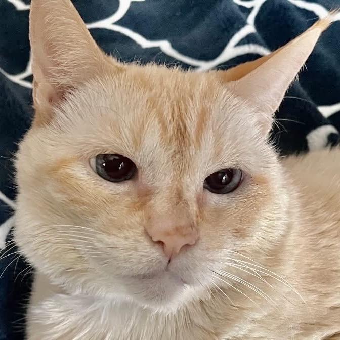 Enlarge Penny, a Adoptable Siamese in Agoura Hills, CA image 5/6