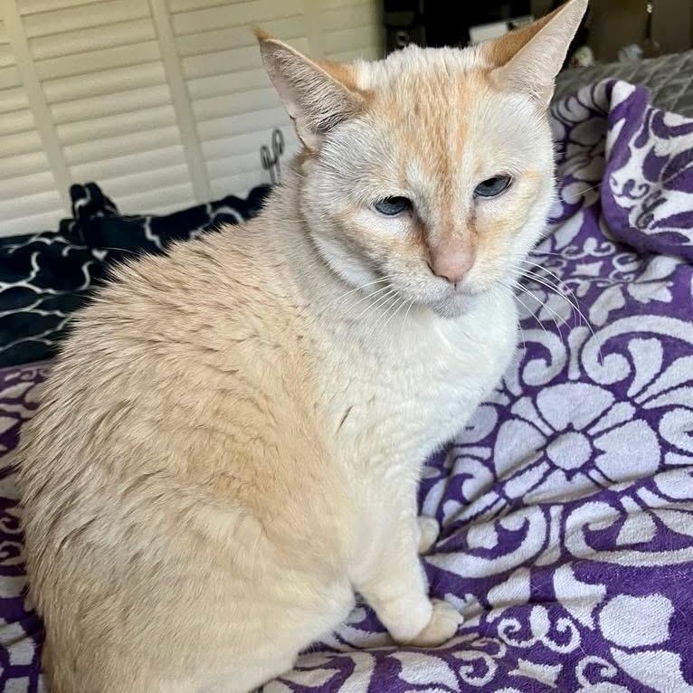 Enlarge Penny, a Adoptable Siamese in Agoura Hills, CA image 6/6