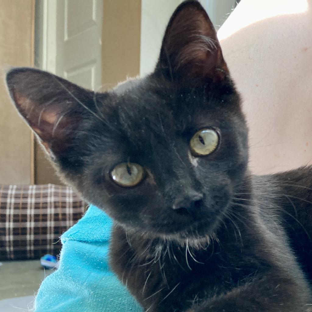 Ember, Adoptable, Adult Female Domestic Short Hair.