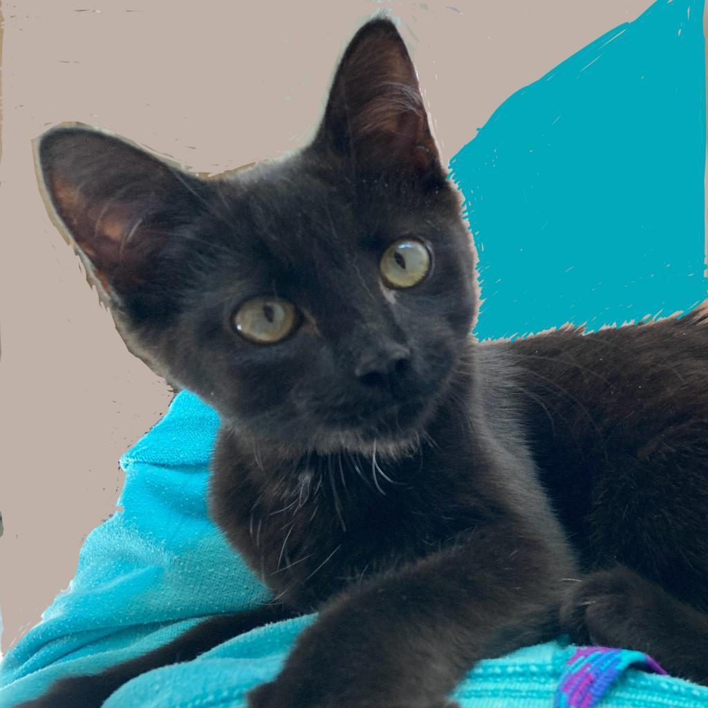 Ember, a Adoptable Domestic Short Hair in Fresno, CA image 2/2