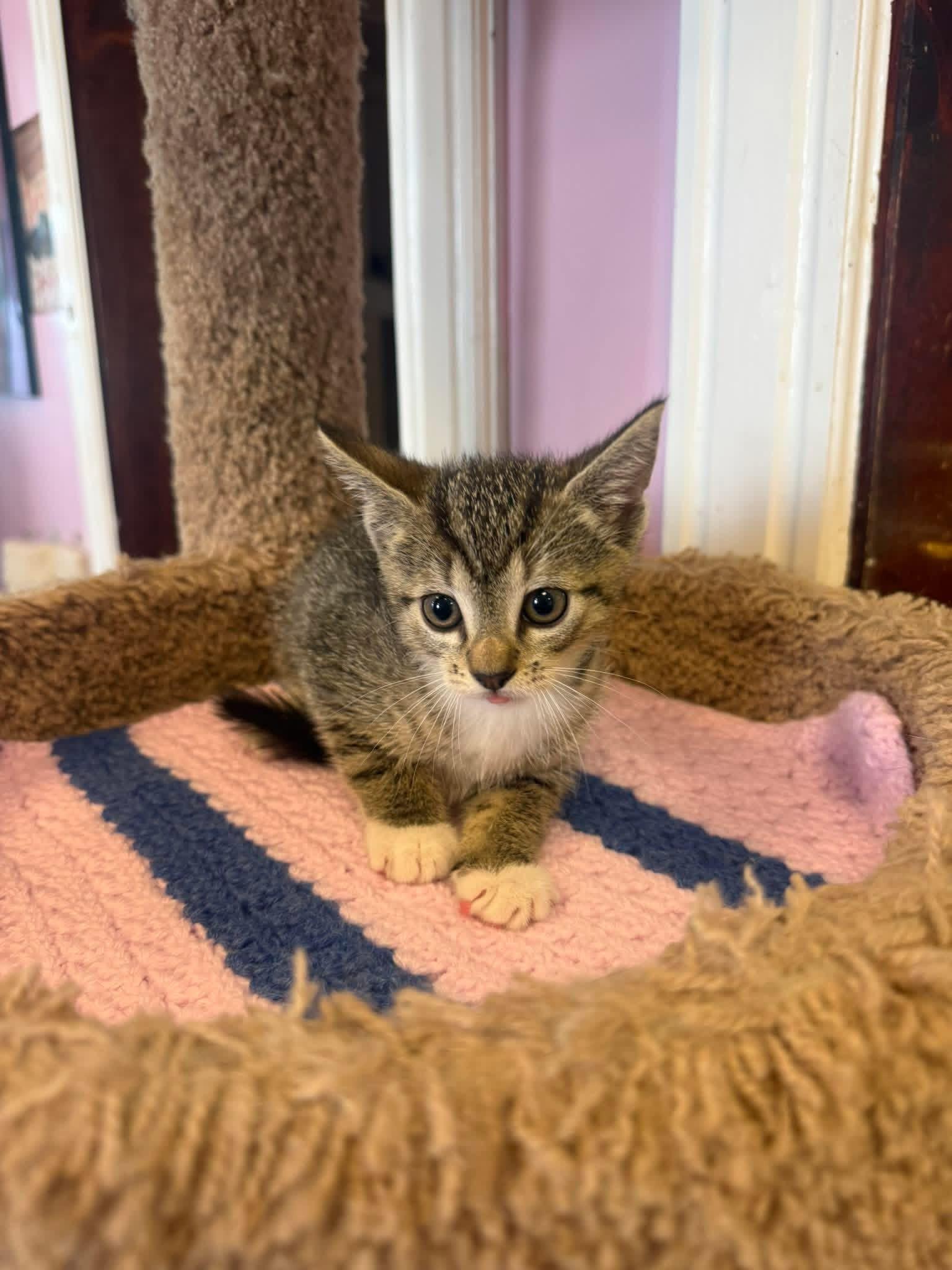 Tate Mcrae, ADOPTABLE, Young Female Domestic Short Hair.