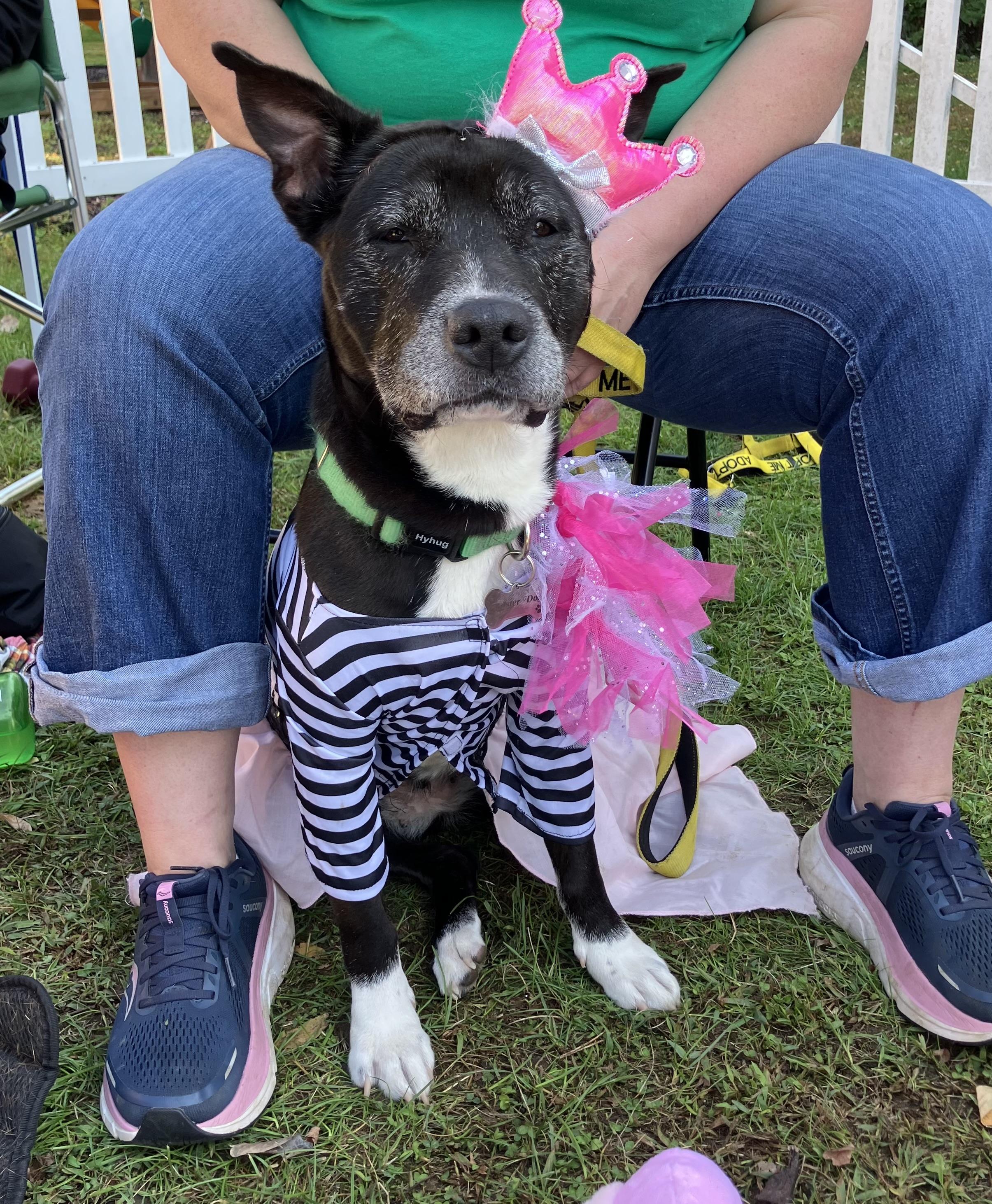 Enlarge Bootsy (Bonded with Betty) Courtesy Listing, a Adoptable mixed breed in Castleton on Hudson, NY image 1/5