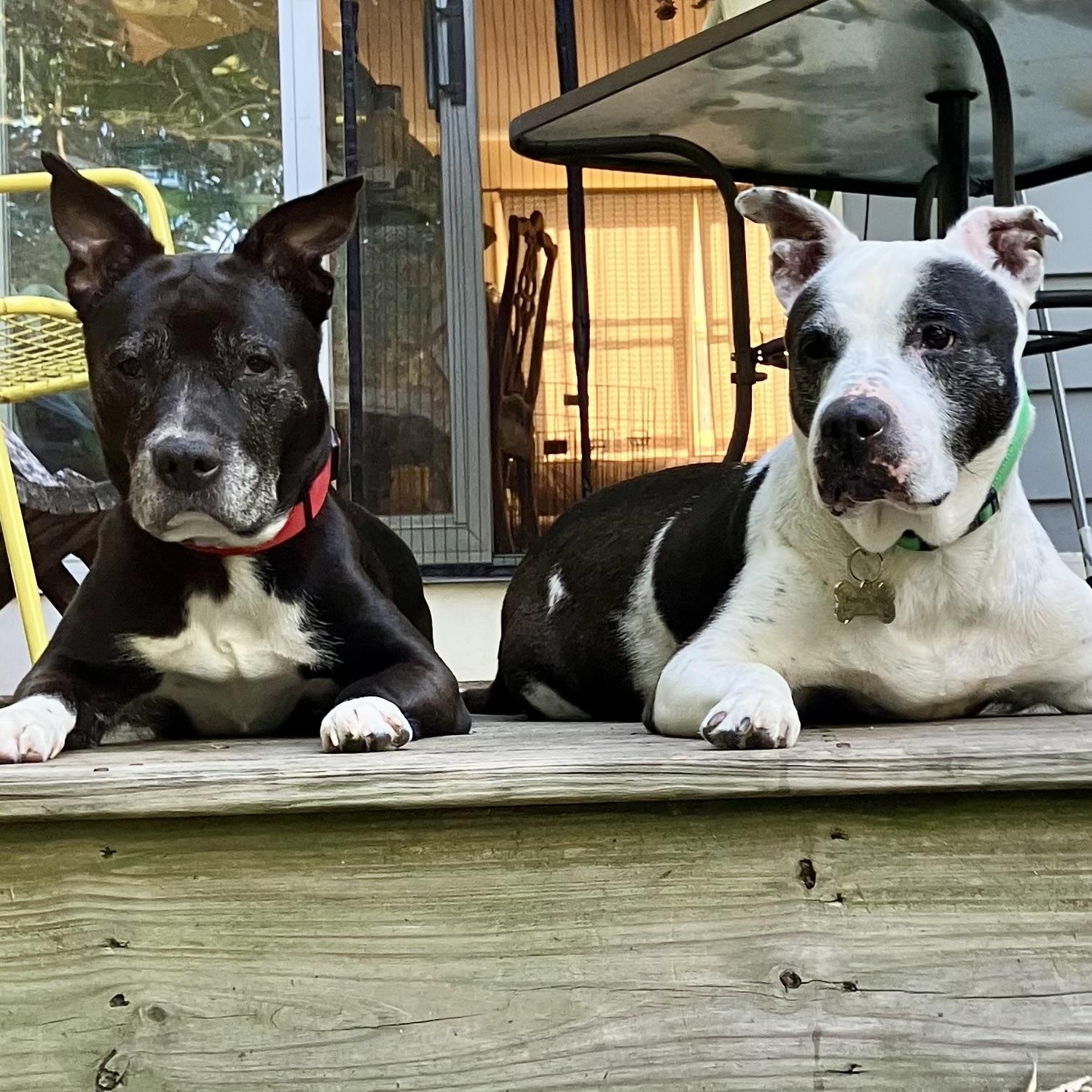 Enlarge Bootsy (Bonded with Betty) Courtesy Listing, a Adoptable mixed breed in Castleton on Hudson, NY image 5/5