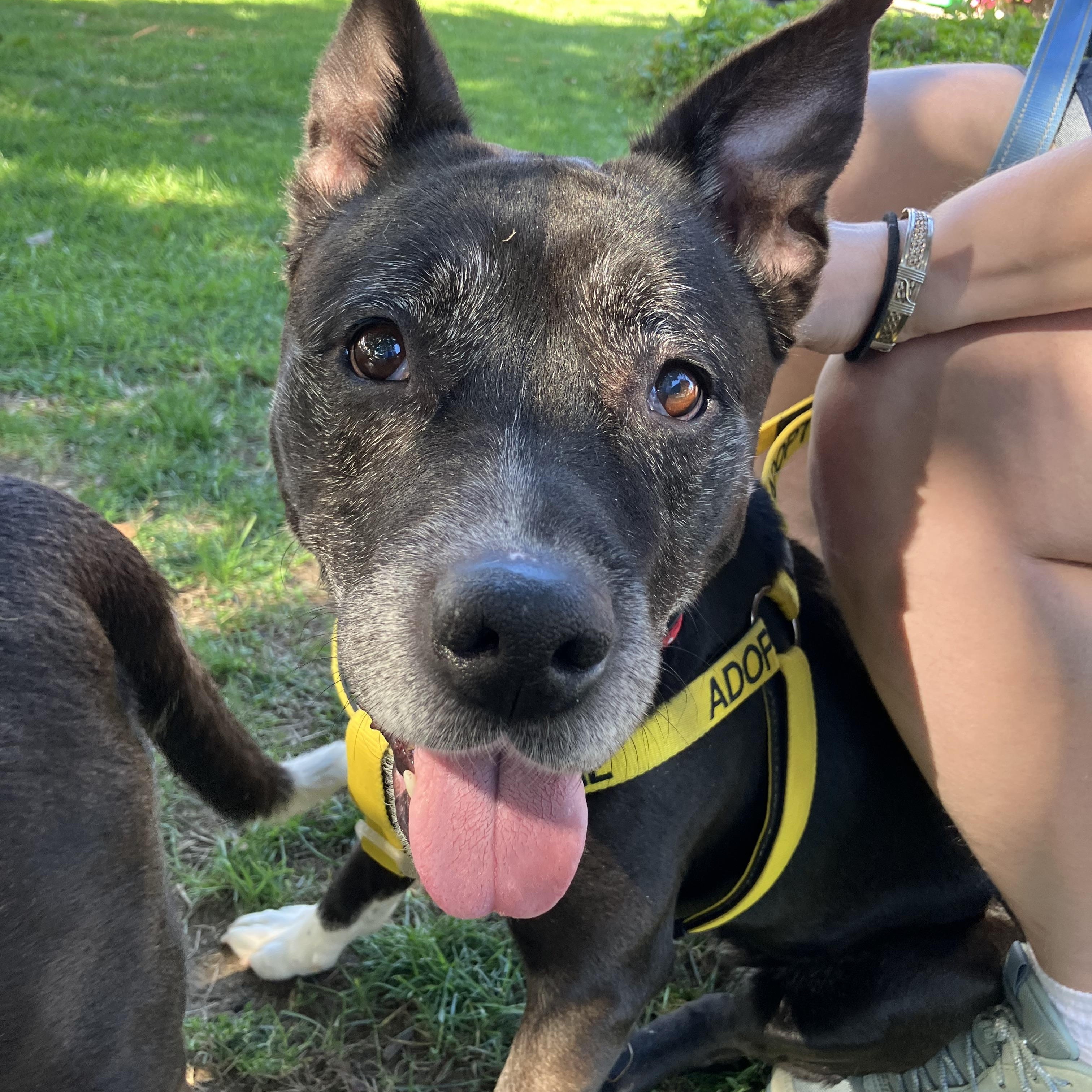 Enlarge Bootsy (Bonded with Betty) Courtesy Listing, a Adoptable mixed breed in Castleton on Hudson, NY image 2/5