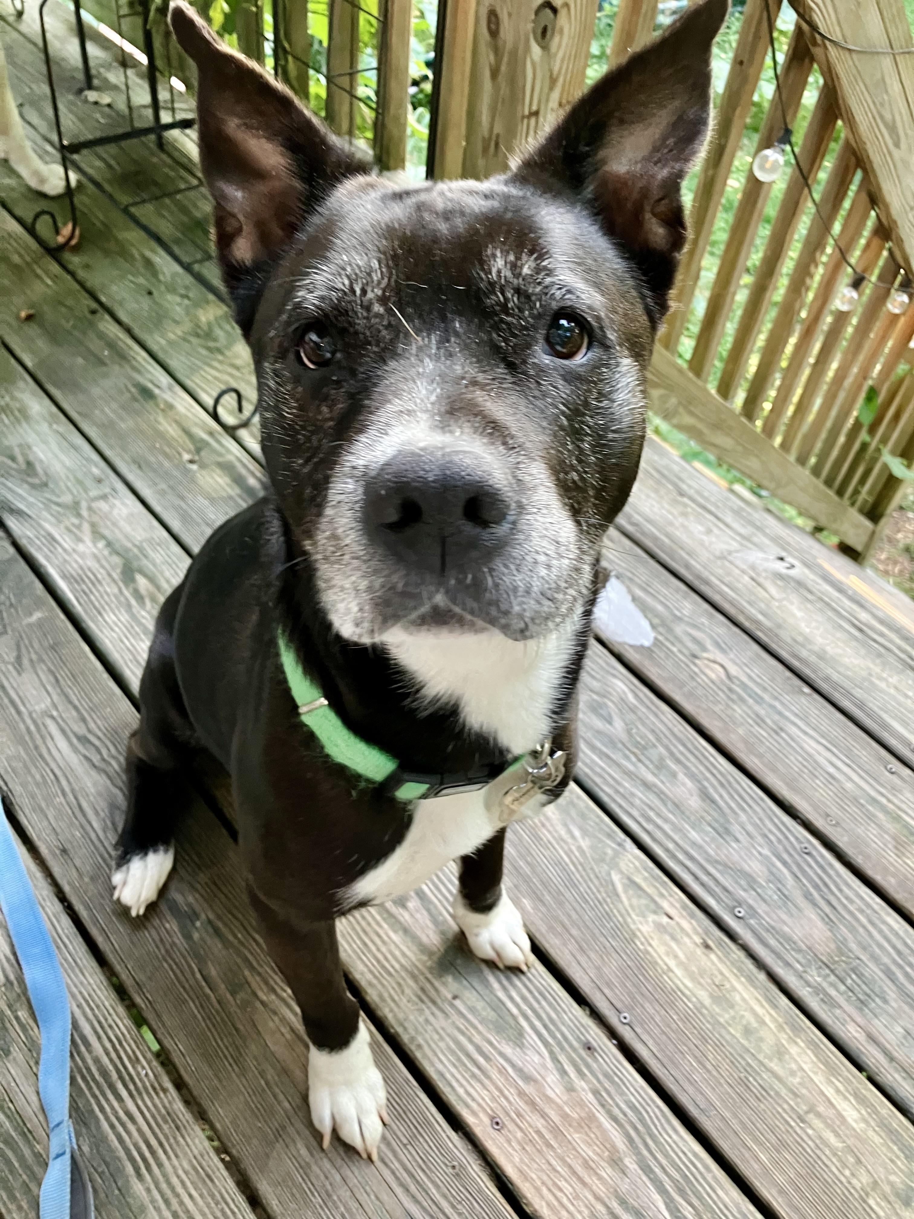 Enlarge Bootsy (Bonded with Betty) Courtesy Listing, a Adoptable mixed breed in Castleton on Hudson, NY image 3/5