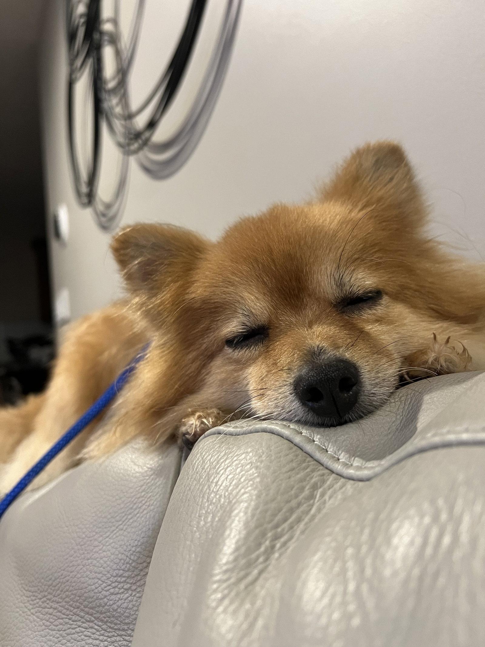 Koko, Adopted, Senior Female Pomeranian.