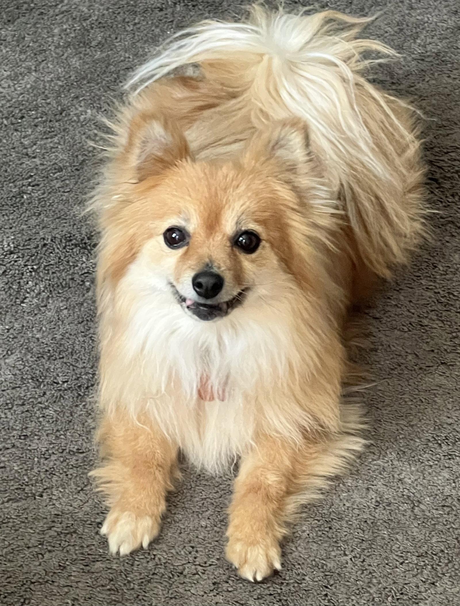 Enlarge Koko, a Adopted Pomeranian in Lincoln, NE image 2/3
