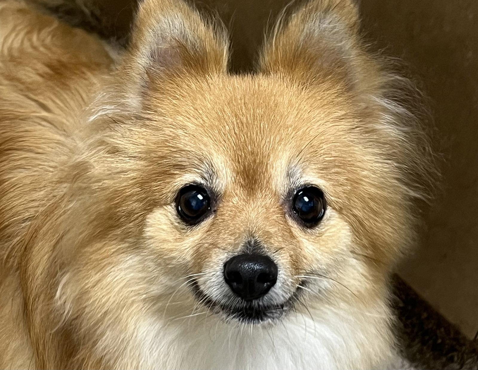 Enlarge Koko, a Adopted Pomeranian in Lincoln, NE image 3/3