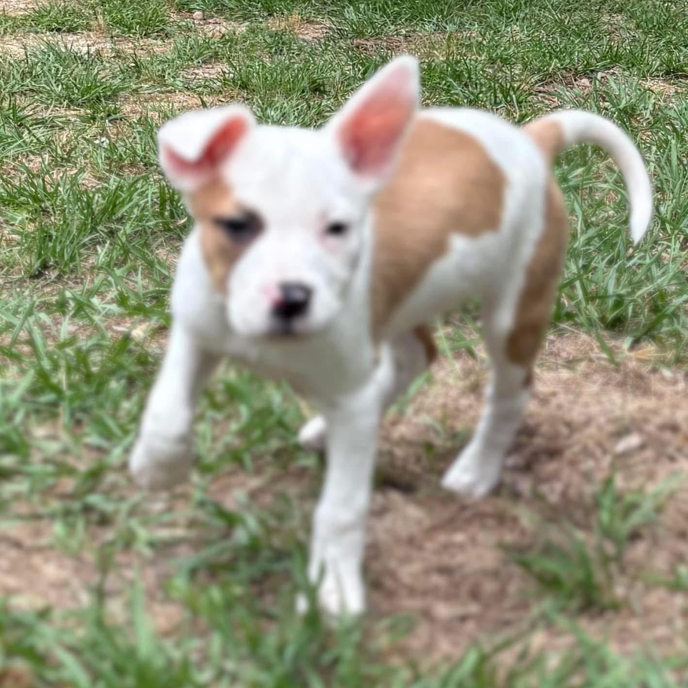 Kia, Young Female American Bully