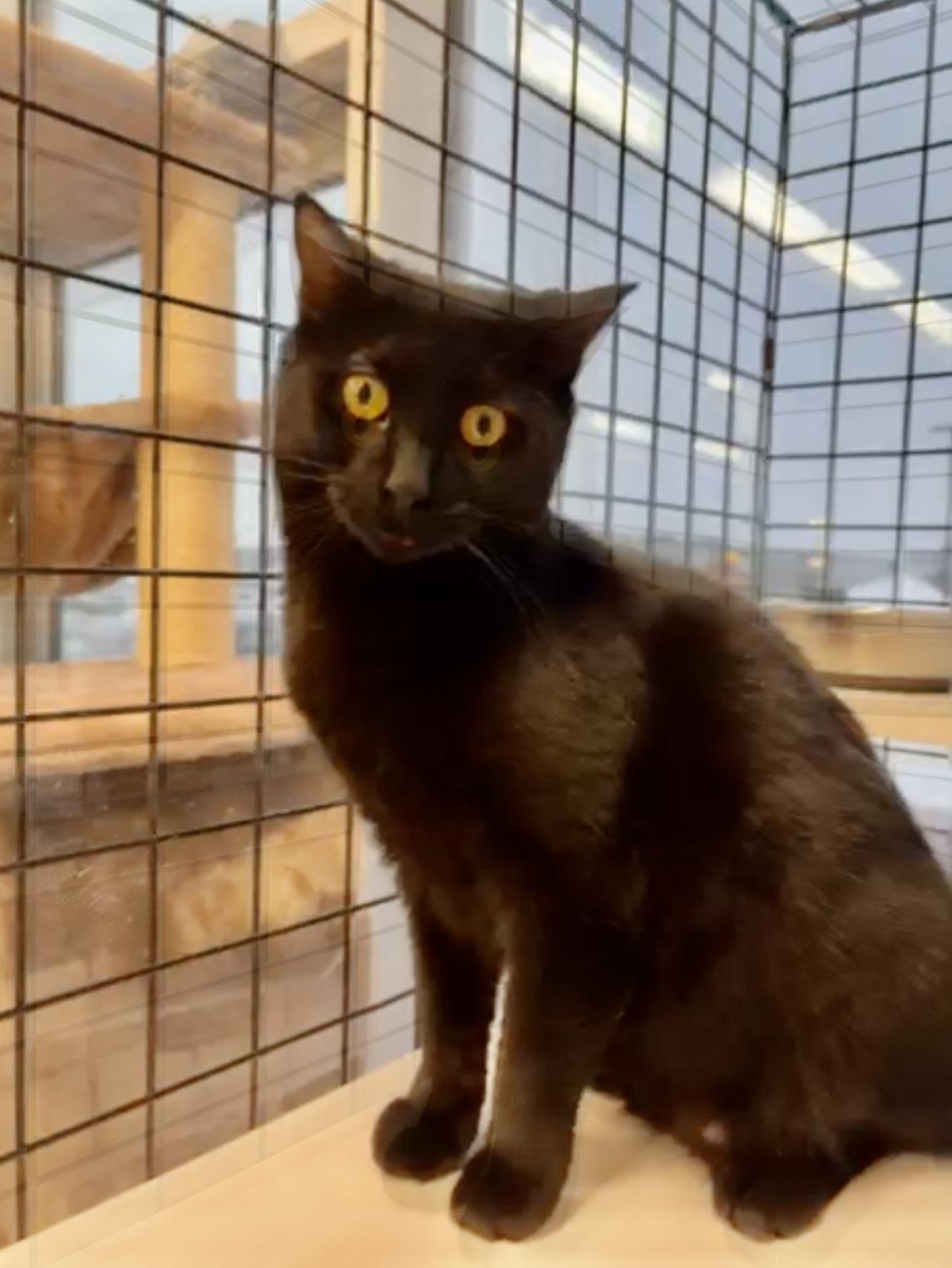 Baste-Pet Valu Oakwoods, Adoptable, Young Female Domestic Short Hair.