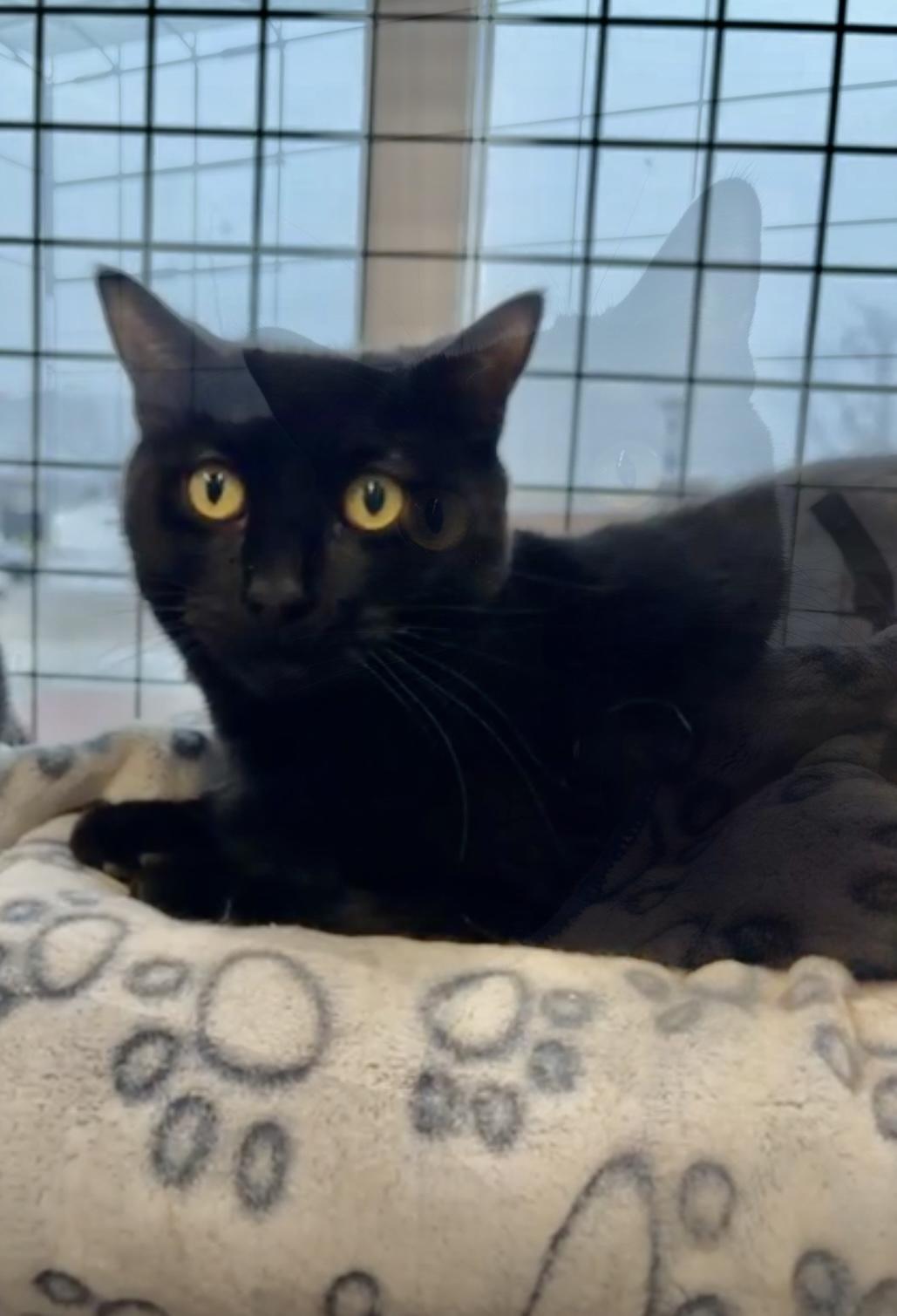 Enlarge Baste-Pet Valu Oakwoods, a Adoptable Domestic Short Hair in Mississauga, ON image 2/3