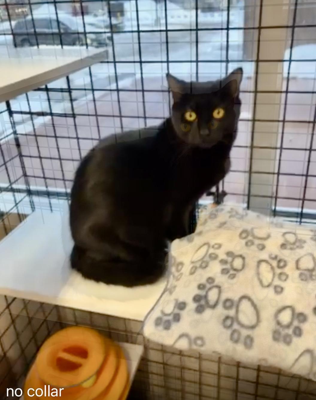 Enlarge Baste-Pet Valu Oakwoods, a Adoptable Domestic Short Hair in Mississauga, ON image 3/3