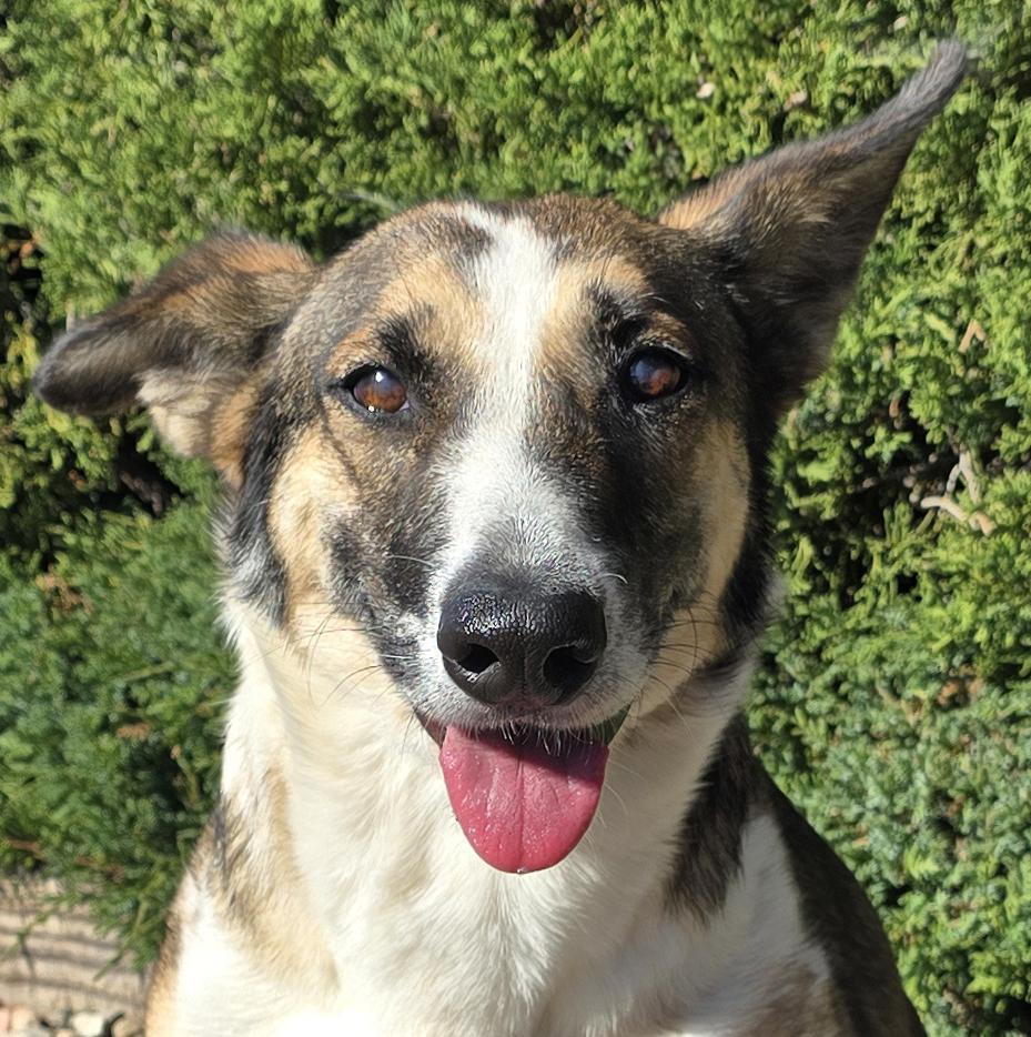 Scintillating Ms Shadeen ~ Magical McNab !, a Adoptable McNab in Albuquerque, NM image 1/2