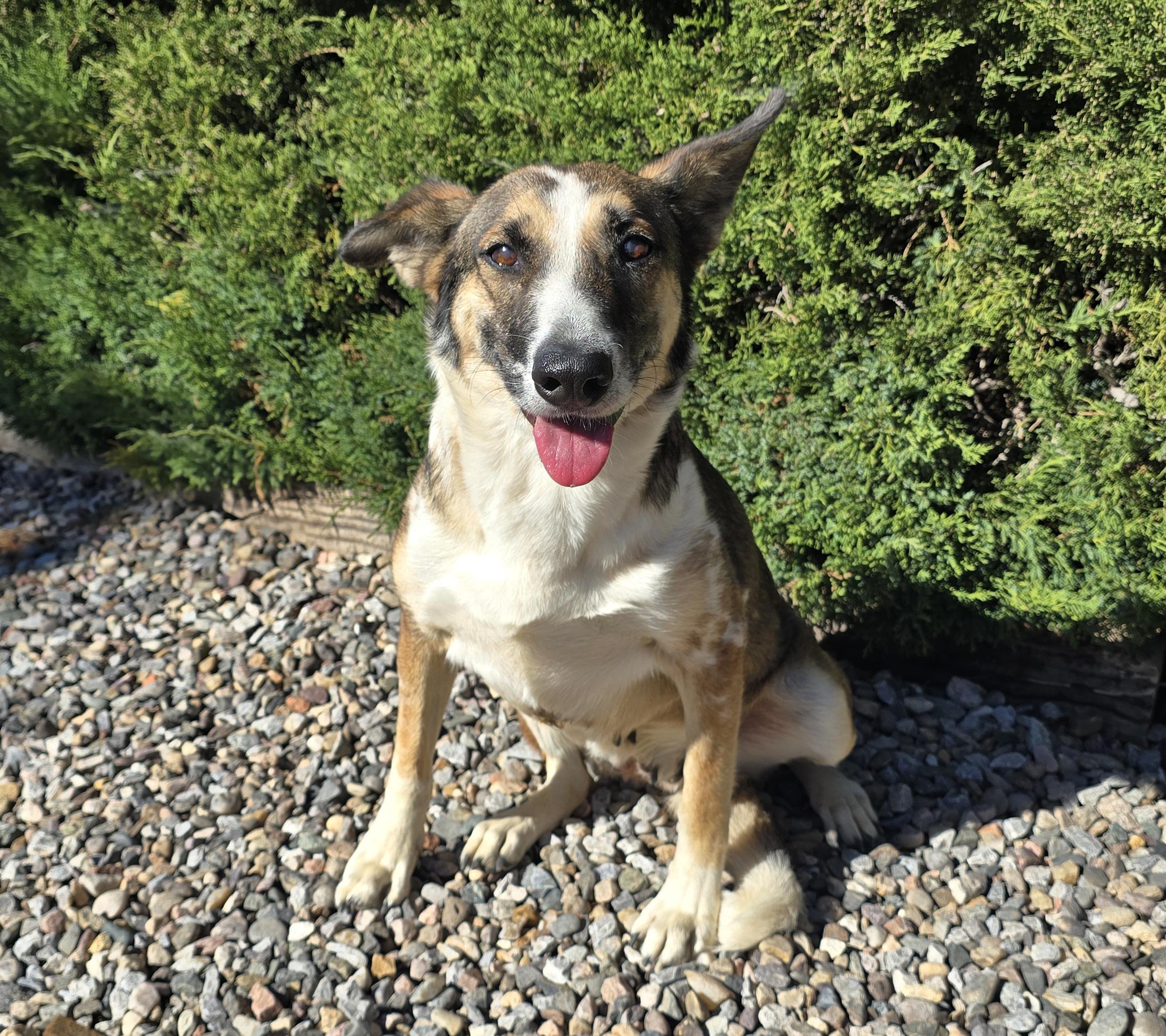 Scintillating Ms Shadeen ~ Magical McNab !, an adoptable McNab in Albuquerque, NM, 87184 | Photo Image 2