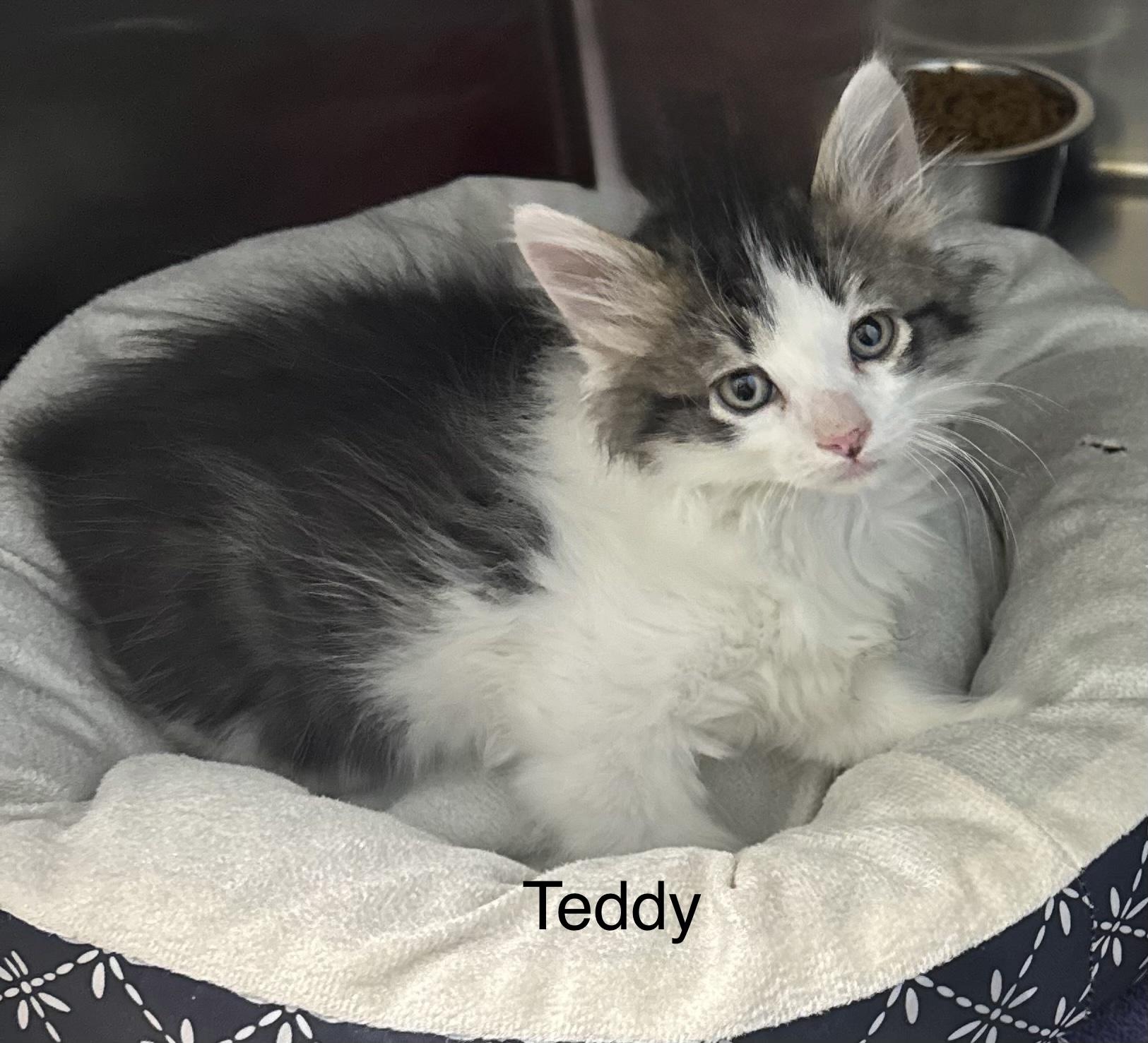 Enlarge Teddy, an adopted Domestic Long Hair in Ulster, PA image 1/1