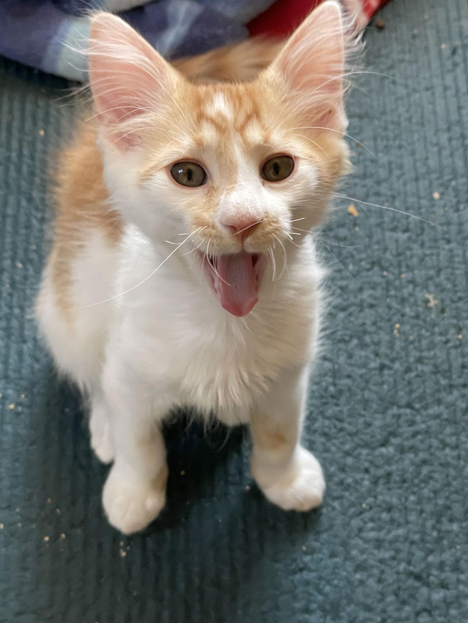 Adam, Adoptable, Young Male Domestic Medium Hair.