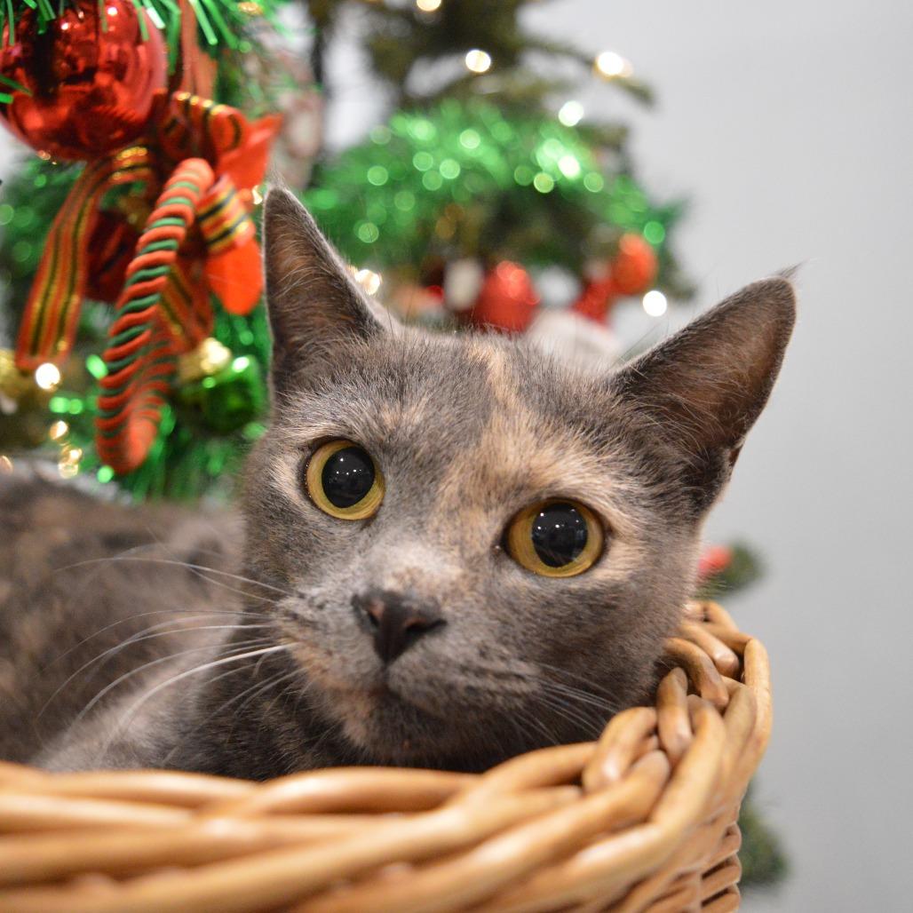 Queen Bee, Adoptable, Young Female Domestic Short Hair.