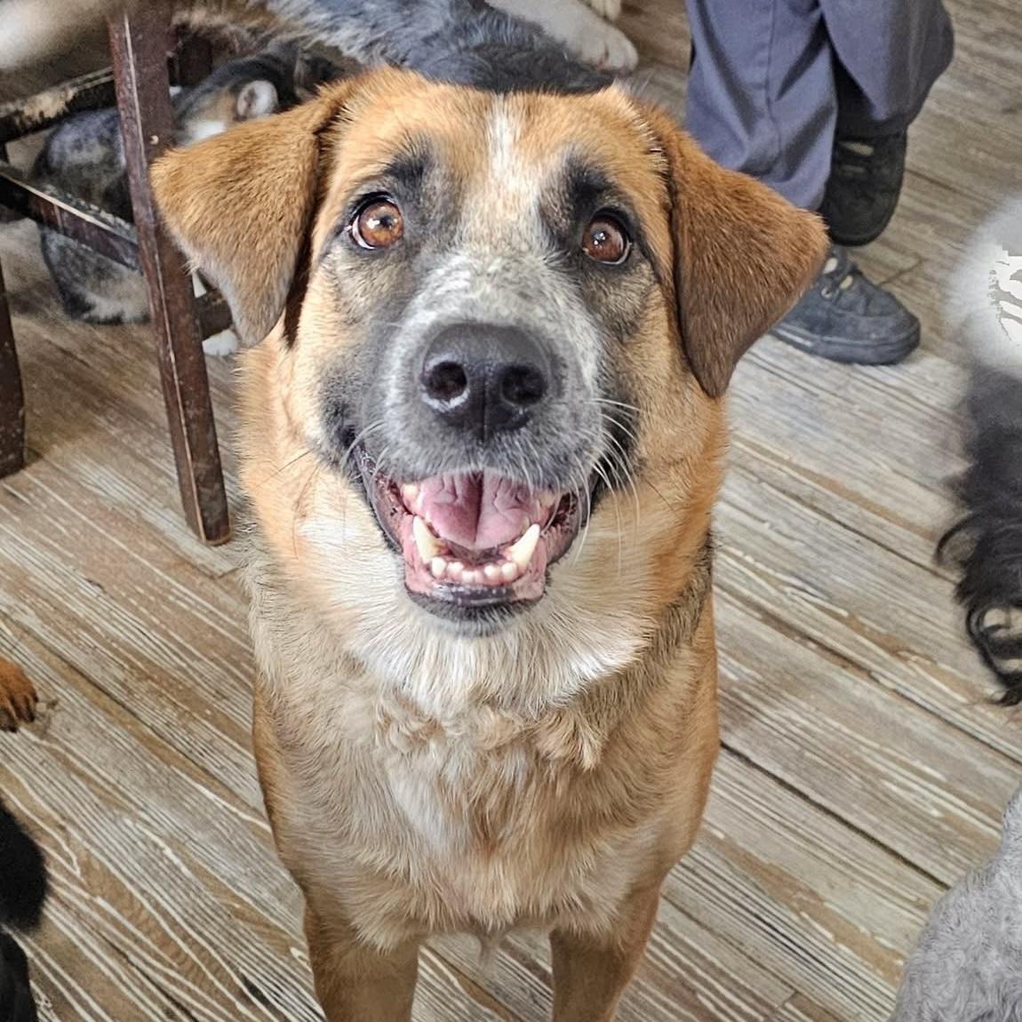 Rebel, a ADOPTABLE mixed breed in Pocatello, ID image 1/2