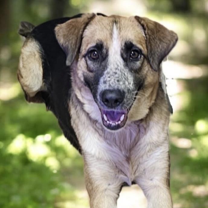 Rebel, a ADOPTABLE mixed breed in Pocatello, ID image 2/2