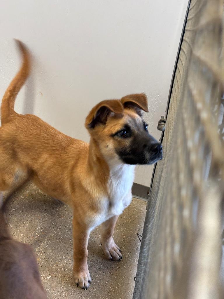 Francis, Adopted, Puppy Female German Shepherd Dog & Mixed Breed.