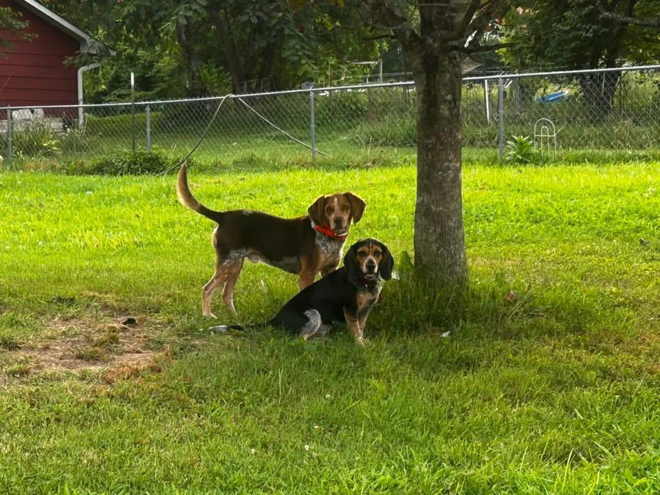 Enlarge Calvin, a Adopted Beagle in Knoxville, TN image 2/6