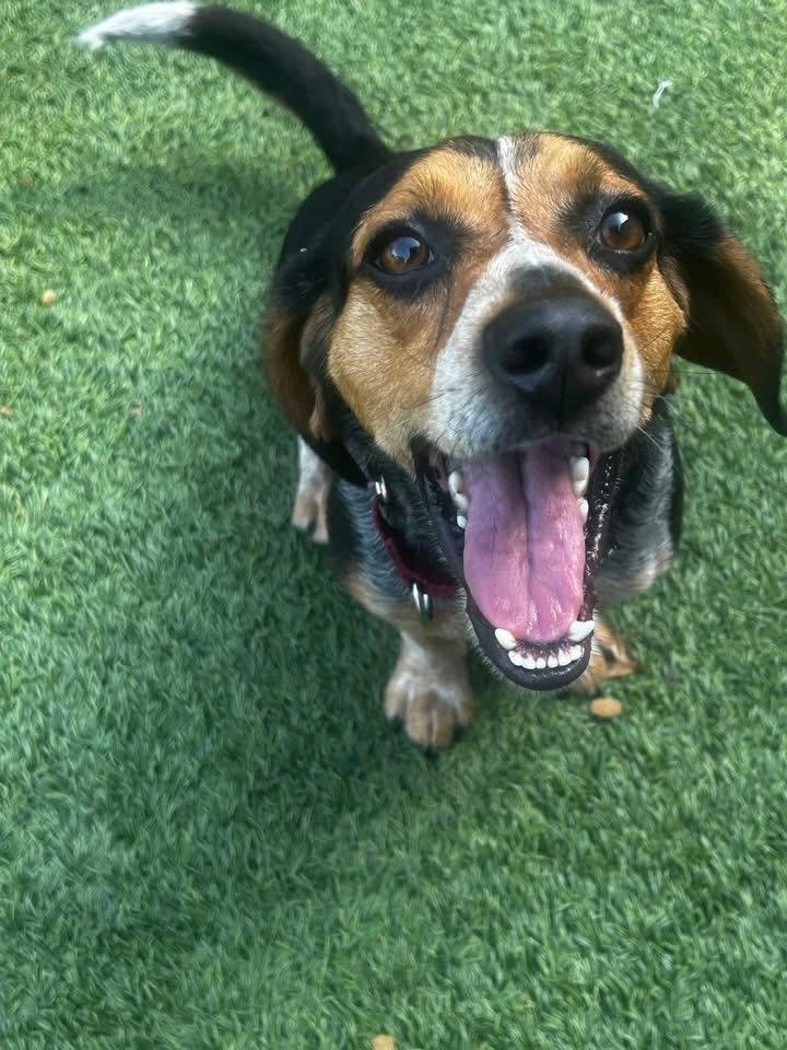 Enlarge Calvin, a Adopted Beagle in Knoxville, TN image 1/6