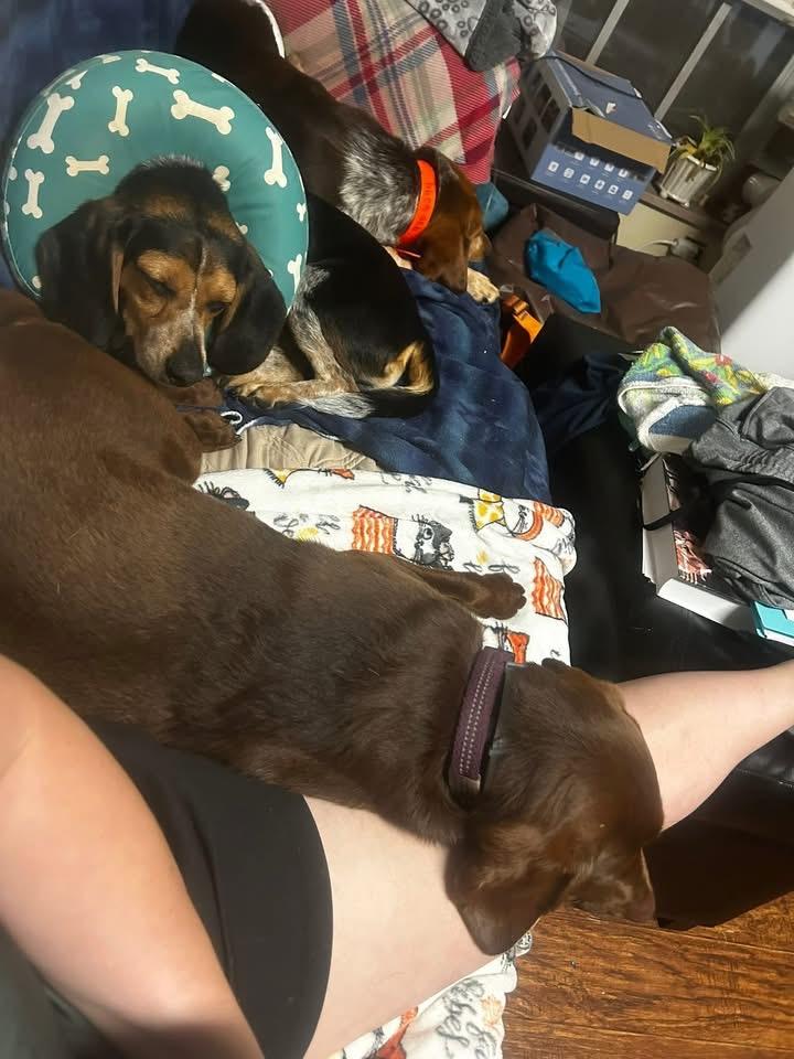 Enlarge Calvin, a Adopted Beagle in Knoxville, TN image 6/6