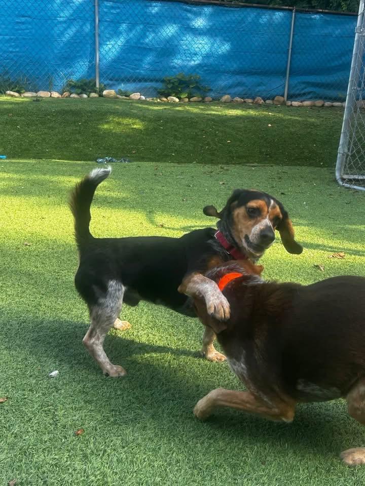 Enlarge Calvin, a Adopted Beagle in Knoxville, TN image 3/6