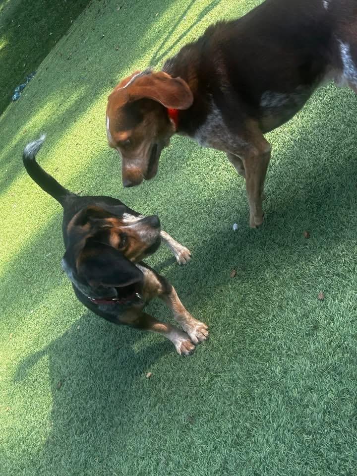 Enlarge Calvin, a Adopted Beagle in Knoxville, TN image 4/6