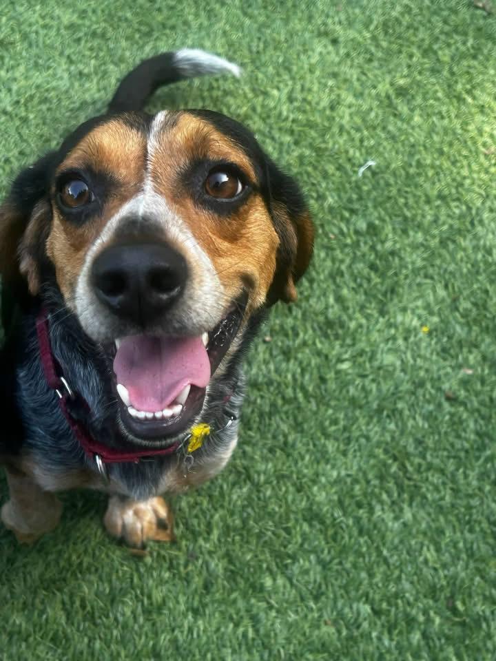 Enlarge Calvin, a Adopted Beagle in Knoxville, TN image 5/6