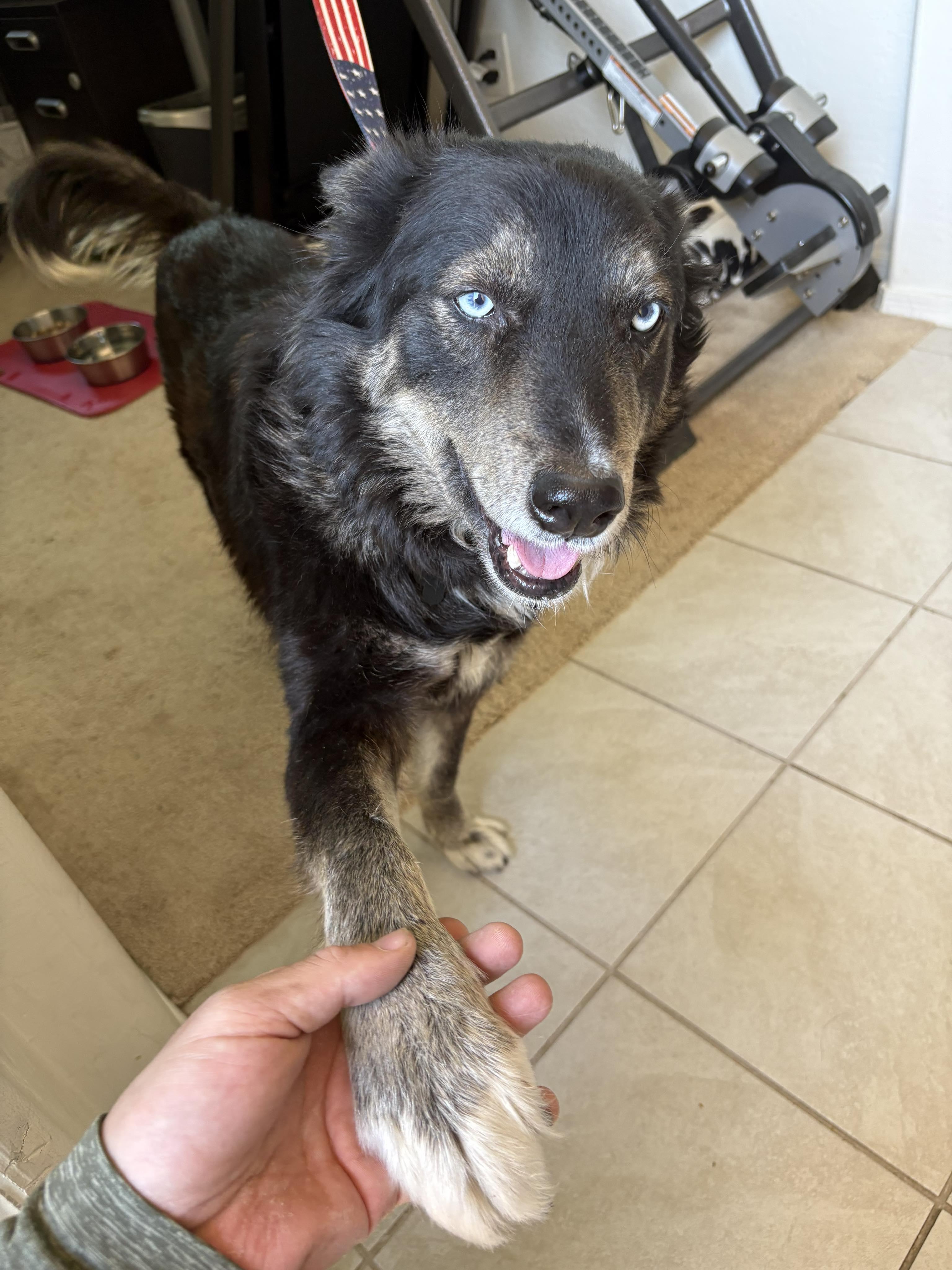 Tango, Adult Female unknown