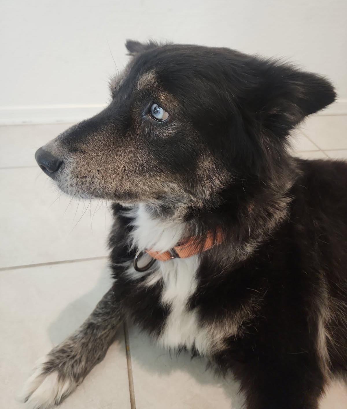 Tango, a Adoptable mixed breed in Scottsdale, AZ image 2/6