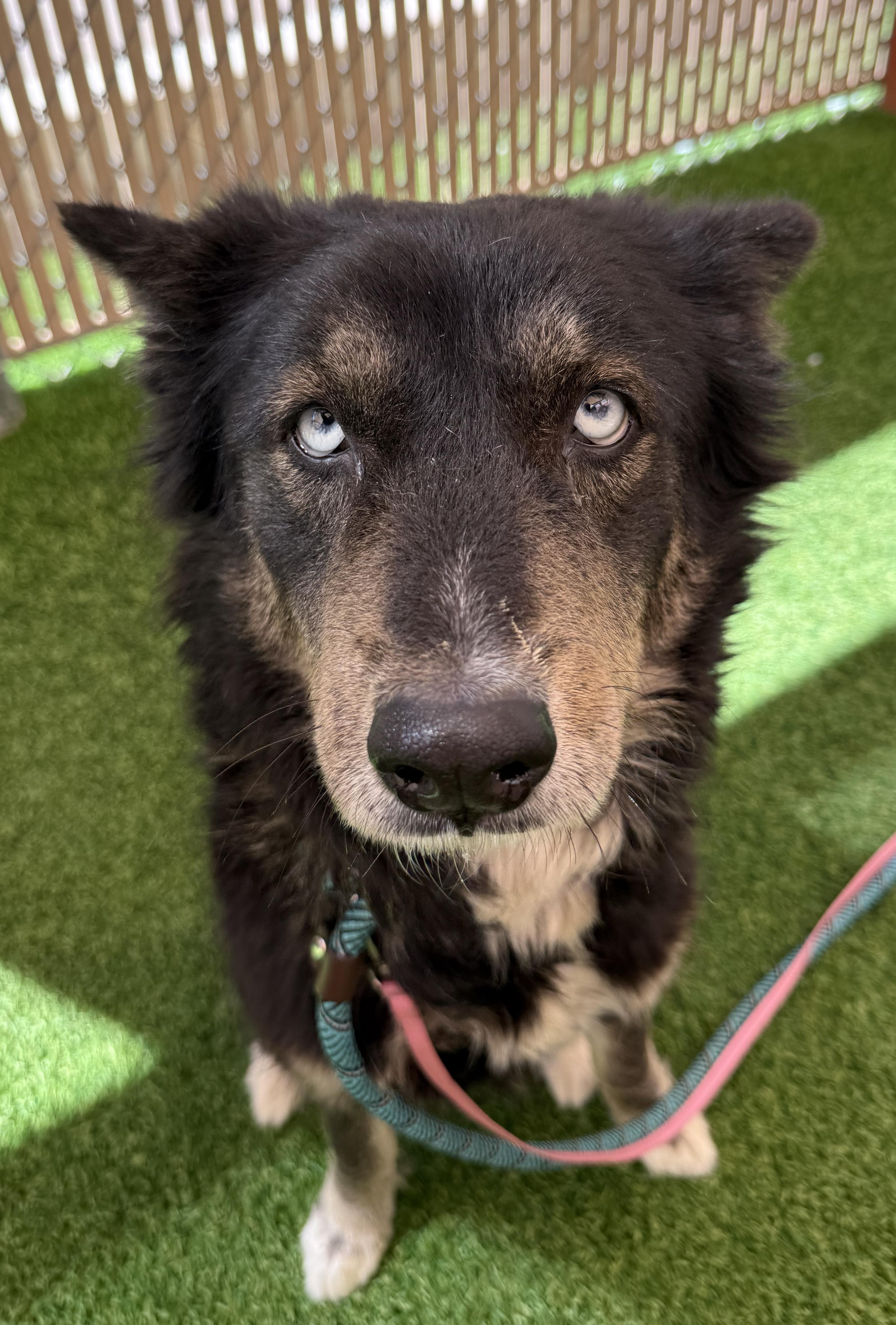 Tango, a Adoptable mixed breed in Scottsdale, AZ image 3/6