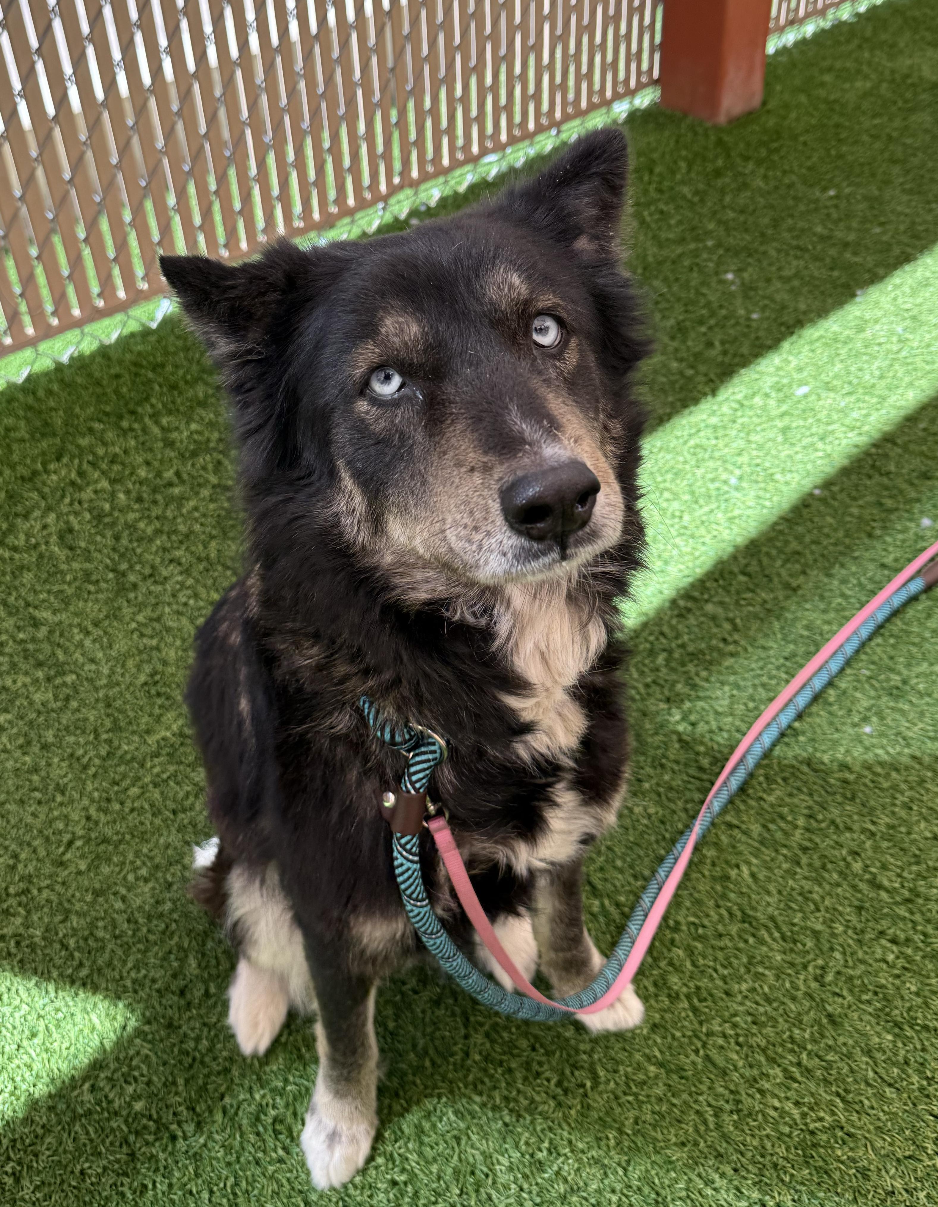 Tango, a Adoptable mixed breed in Scottsdale, AZ image 4/6