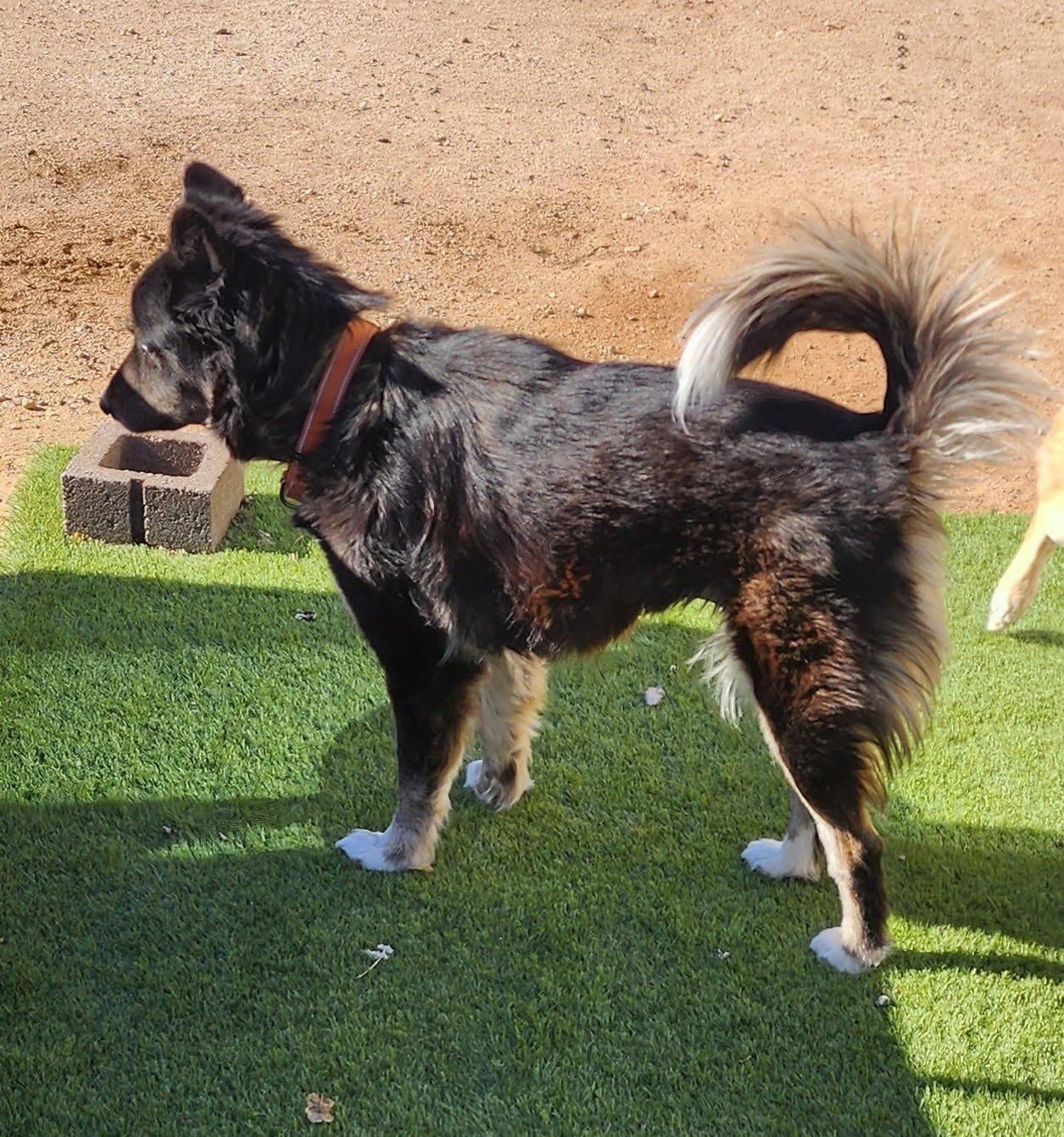 Tango, a Adoptable mixed breed in Scottsdale, AZ image 5/6