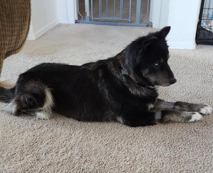 Tango, a Adoptable mixed breed in Scottsdale, AZ image 6/6