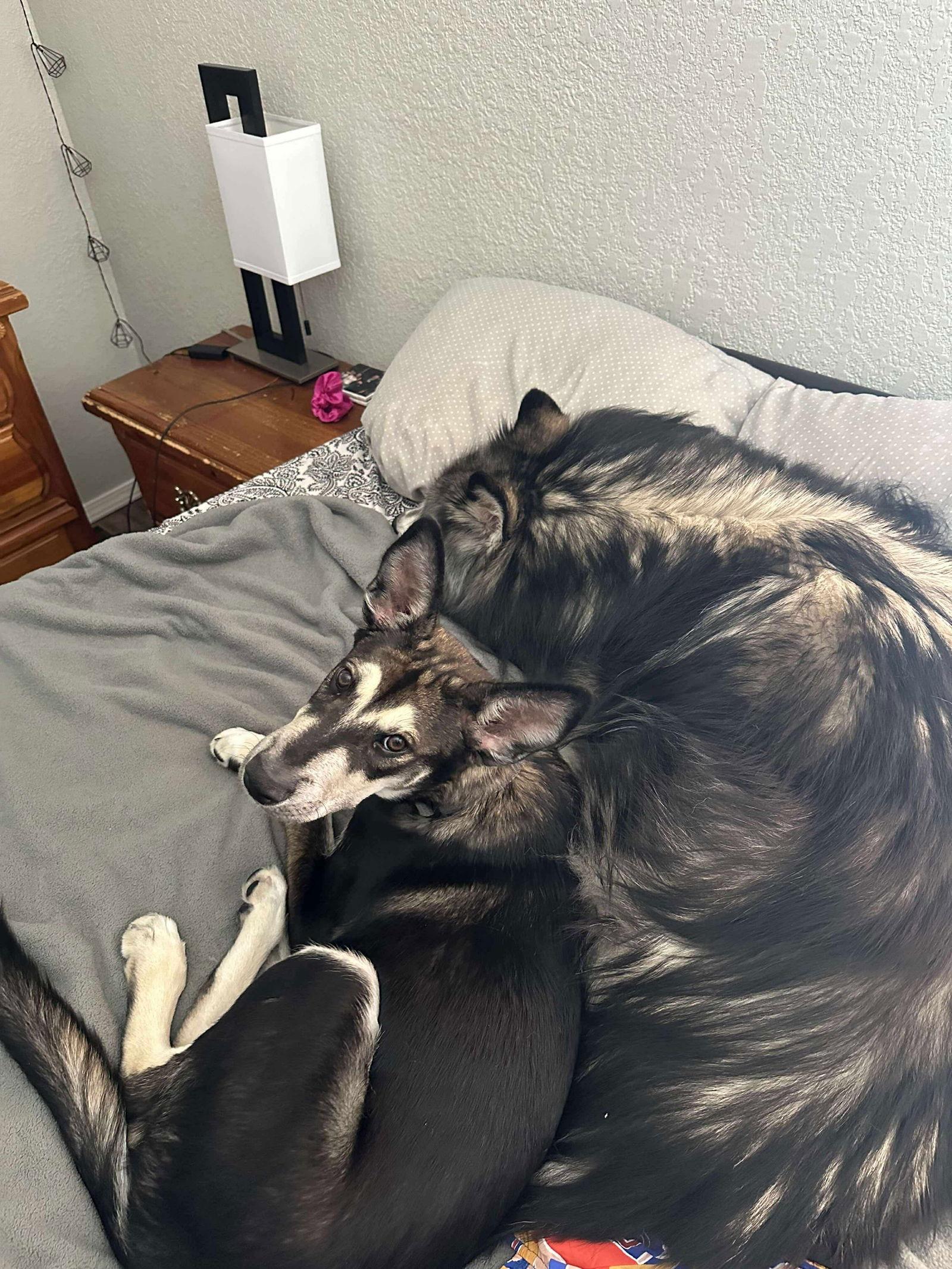 Bentley (puppy), a Adopted Siberian Husky in Cedar Crest, NM image 1/3