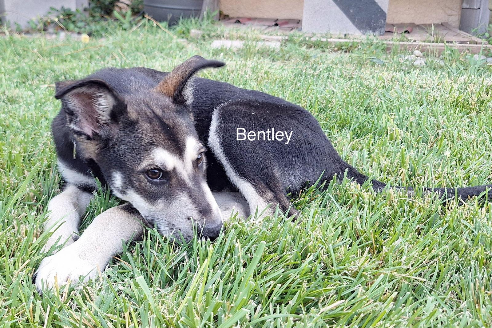 Bentley (puppy), a Adopted Siberian Husky in Cedar Crest, NM image 2/3