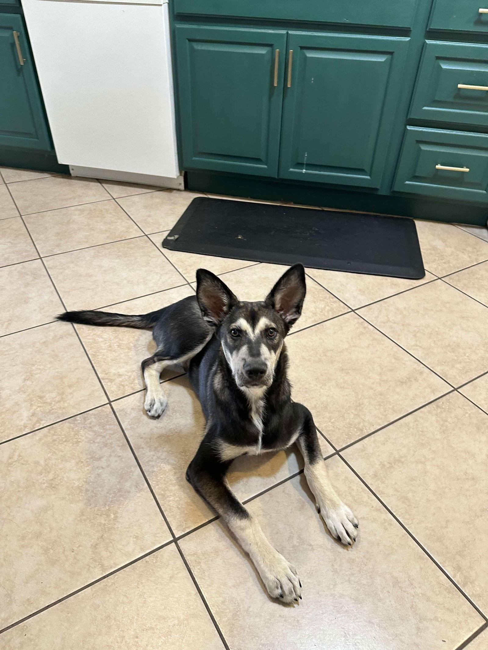 Bentley (puppy), a Adopted Siberian Husky in Cedar Crest, NM image 3/3