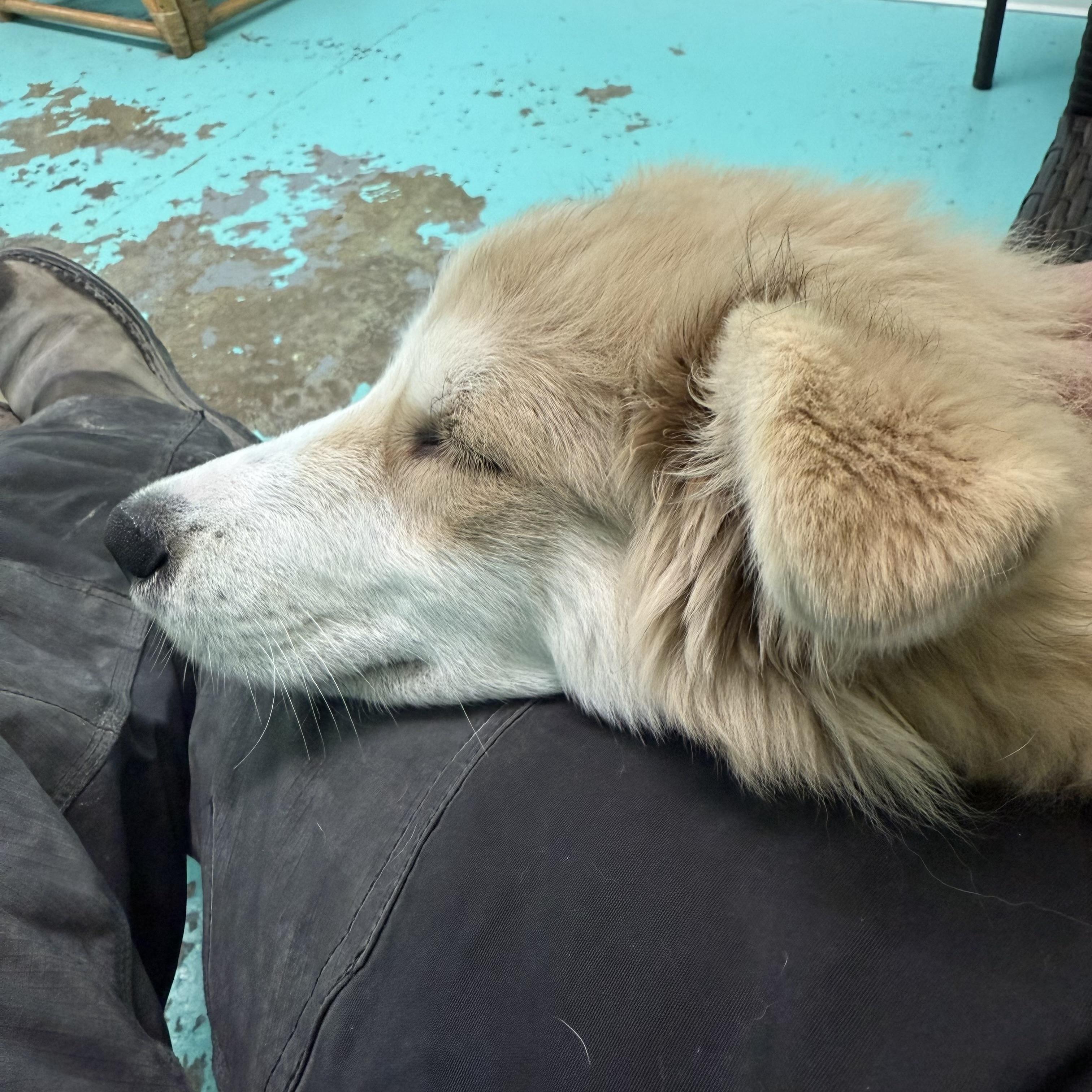 Enlarge Yeti, a ADOPTABLE Husky in Trenton, MO image 2/3