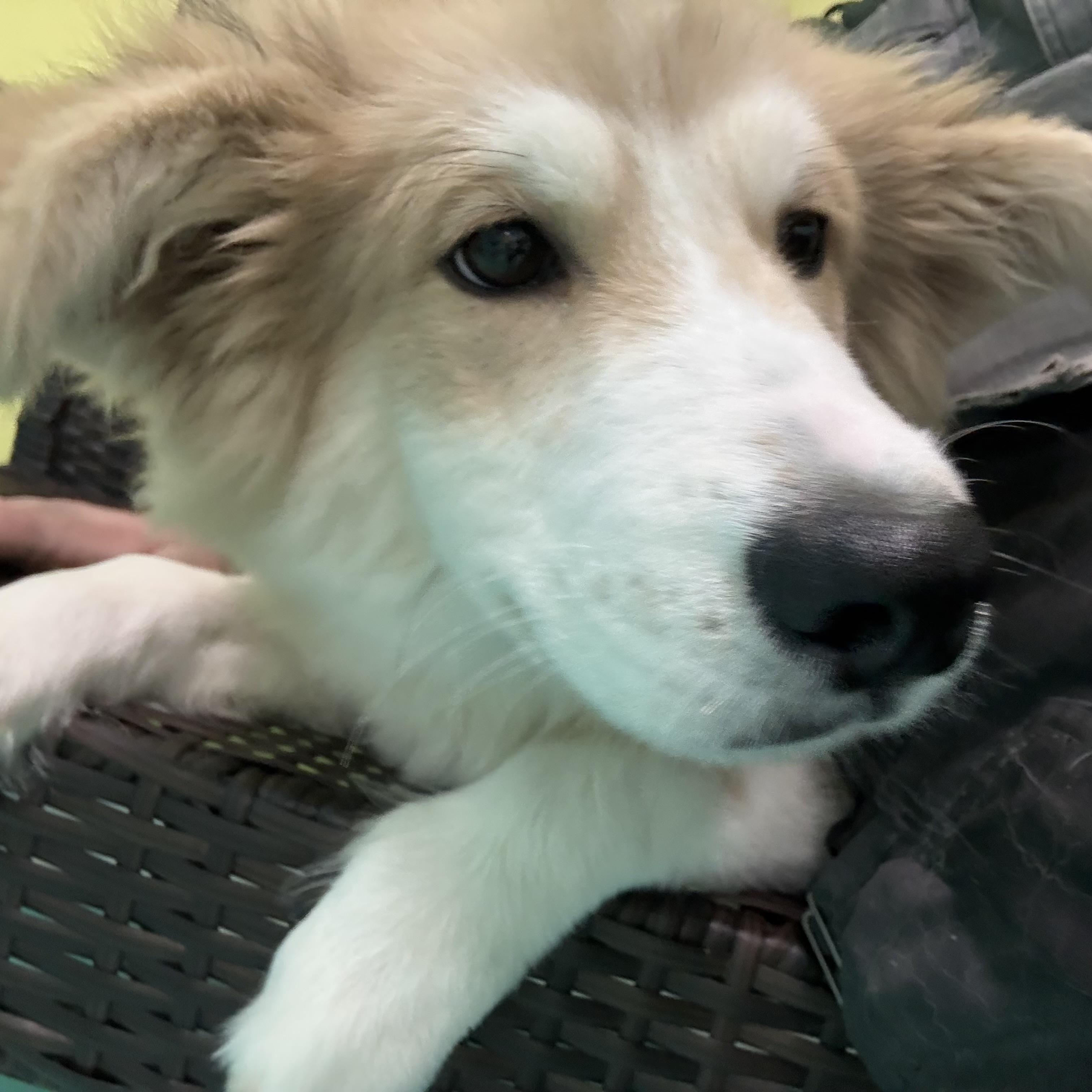 Enlarge Yeti, a ADOPTABLE Husky in Trenton, MO image 3/3