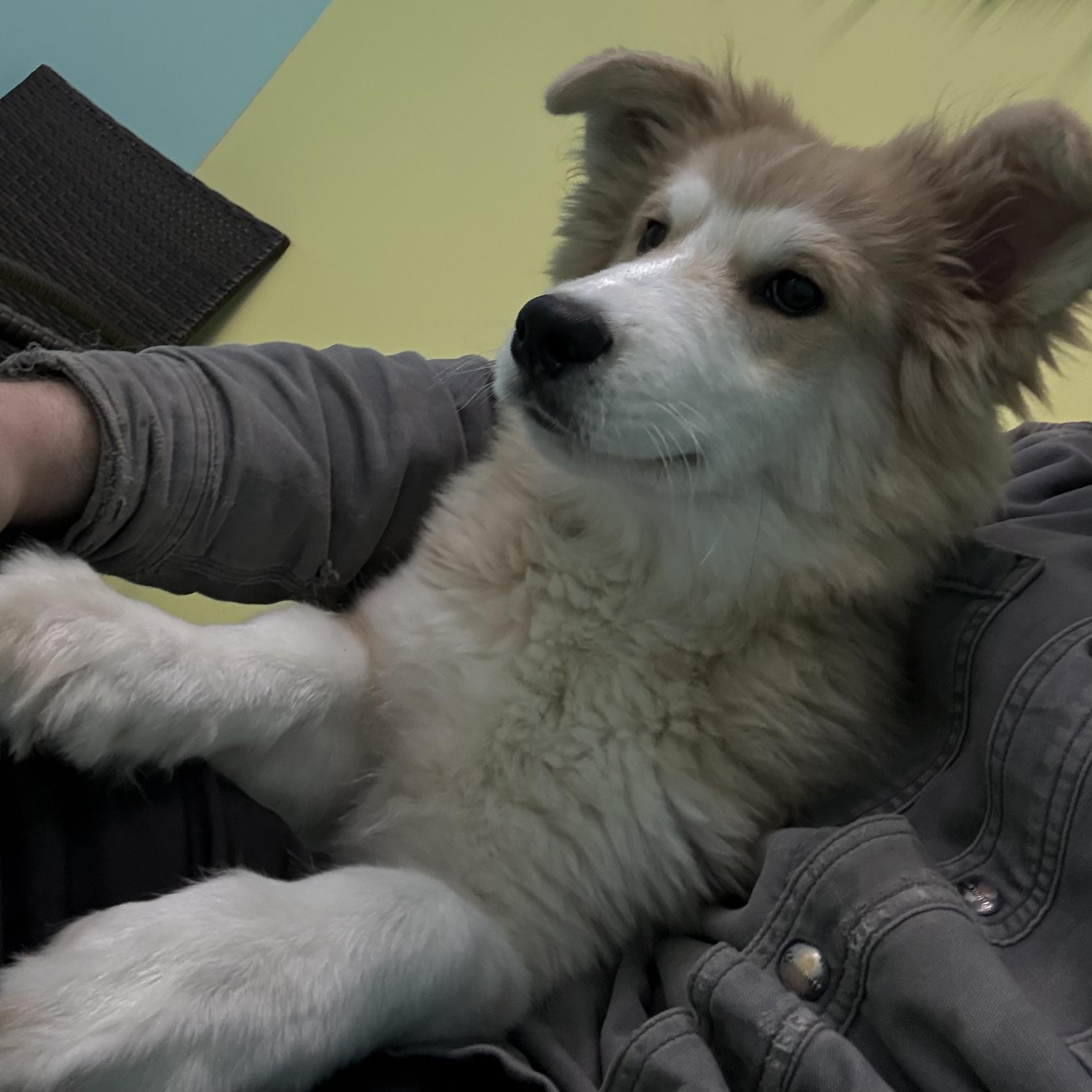 Yeti, ADOPTABLE, Puppy Male Husky.