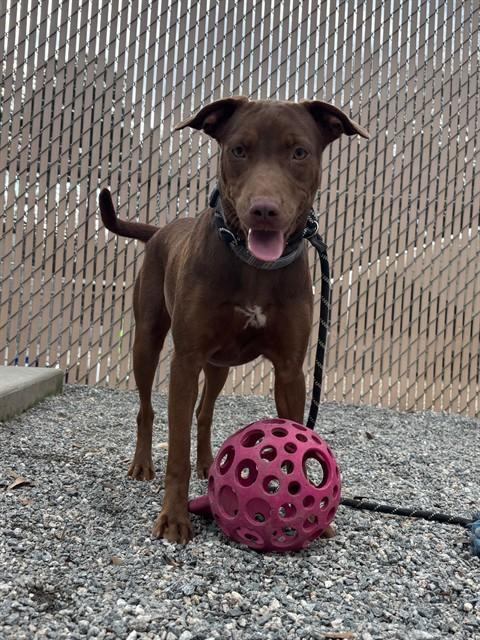 SUGAR PLUM, Adoptable, Young Female Doberman Pinscher & Mixed Breed.