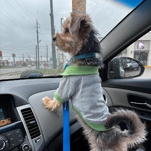 Smokey, an adopted mixed breed in Rockford, IL image 2/6