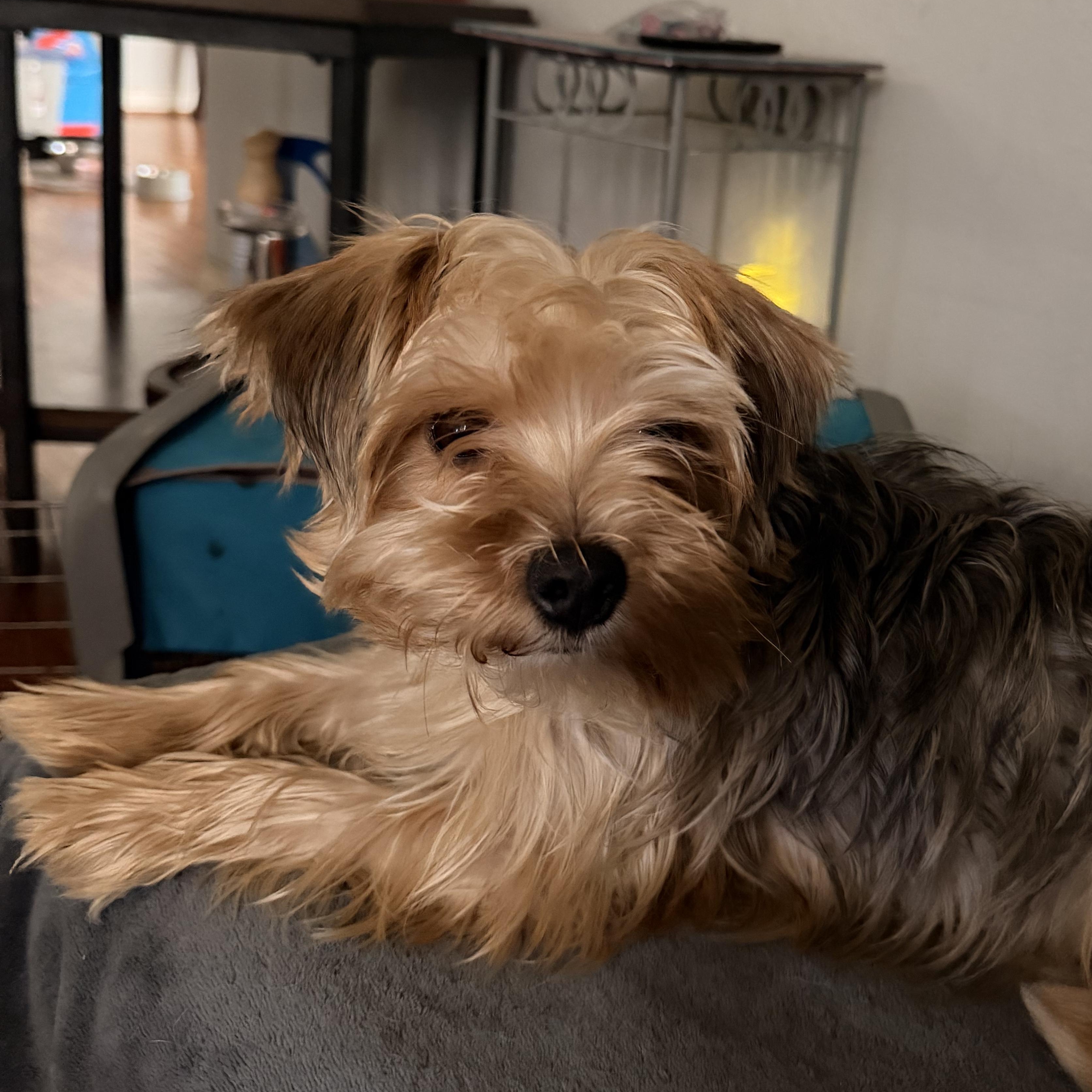 Smokey, adopted, Adult Male Terrier & Mixed Breed.