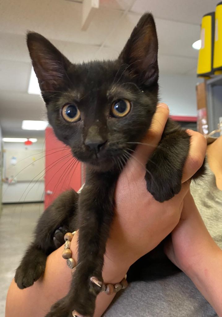 Flower, a Adoptable mixed breed in Lockhart, TX image 2/4